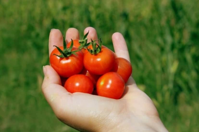 cherry-tomatoes-88403_640_e