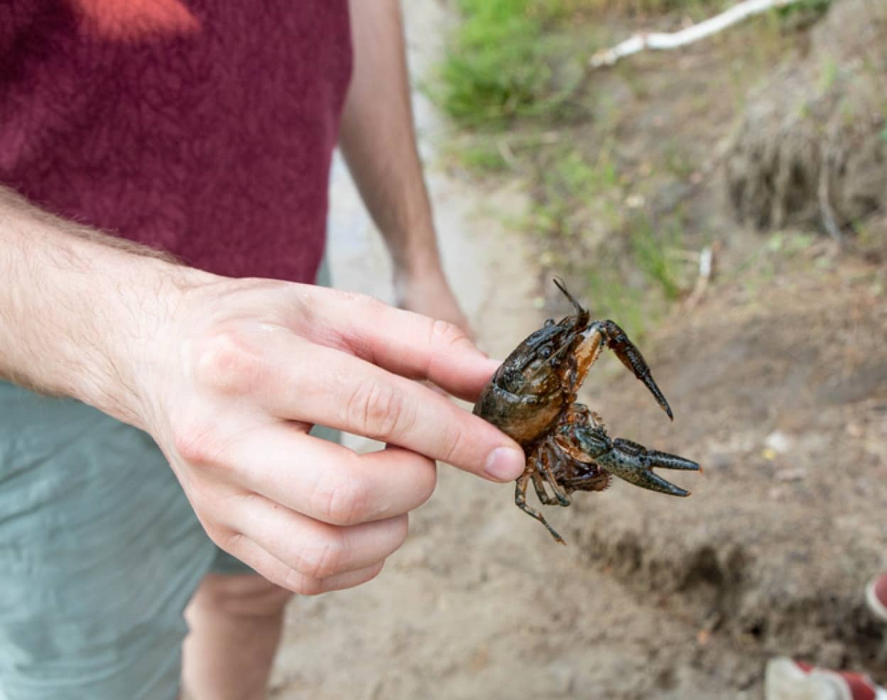 娘がカニに挟まれた！復讐のためカニを生で食べた父親が複数の寄生虫に感染