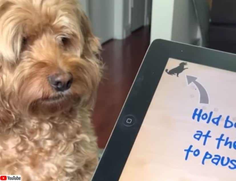 ハンドルを握ると変わる系かよ ゲームを前にすると性格が荒ぶる犬 カラパイア ハンドルを握ると変わる系かよ ゲームを前にすると性格が荒ぶる犬 カラパイア