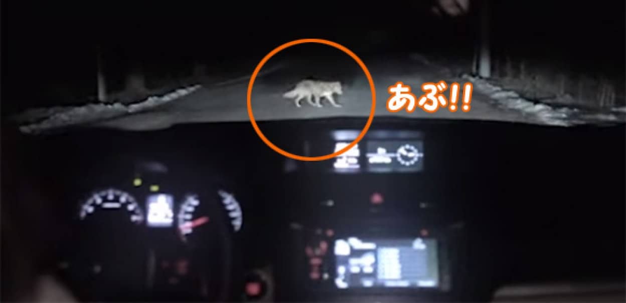 夜道を走行中に犬が飛び出してきた 衝撃の結末はこの後すぐ カラパイア