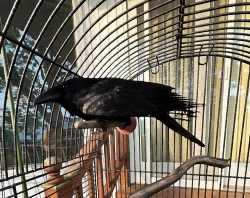 crow1_e
