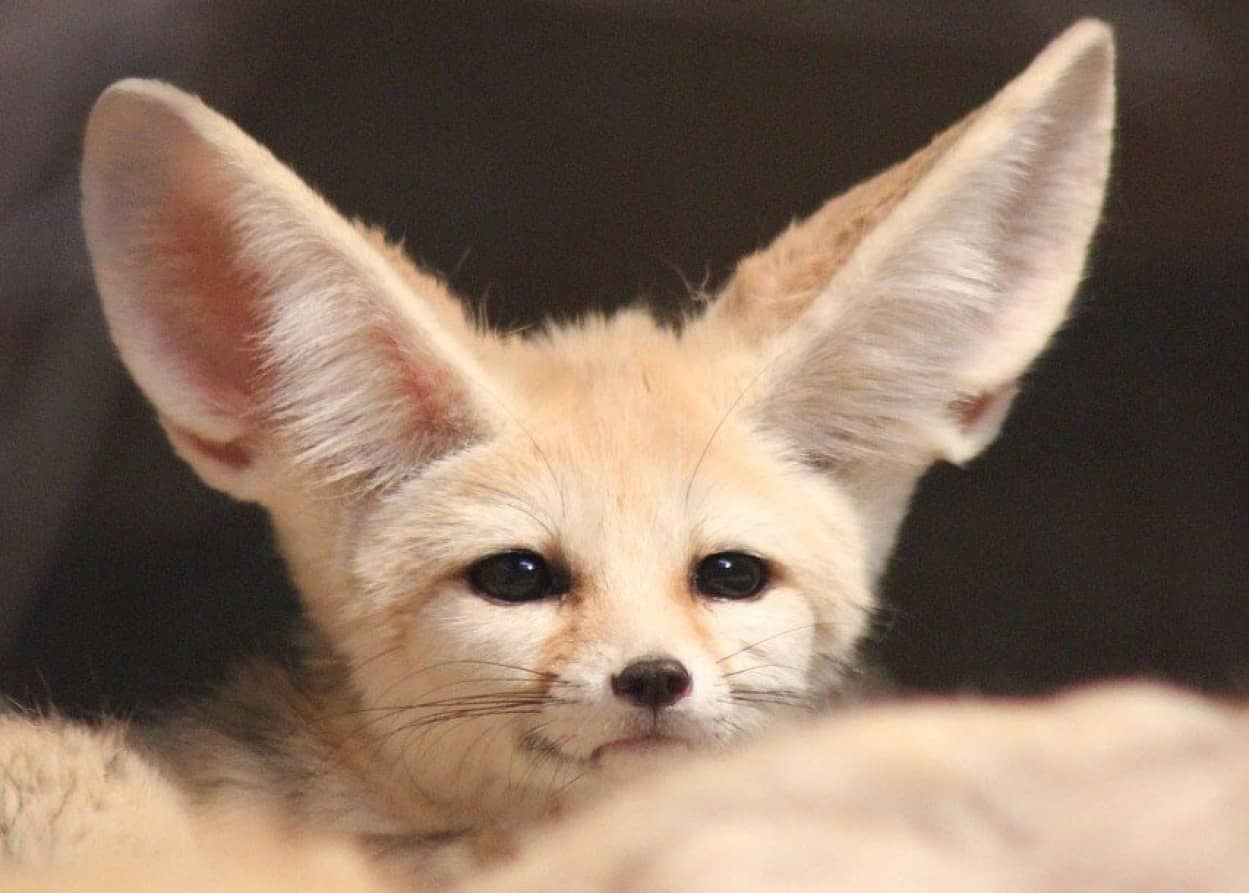 フェネックのかわいさ極まれり 飼い主さんの帰宅に大はしゃぎのフェネック カラパイア フェネックのかわいさ極まれり 飼い主さんの帰宅に大はしゃぎのフェネック カラパイア