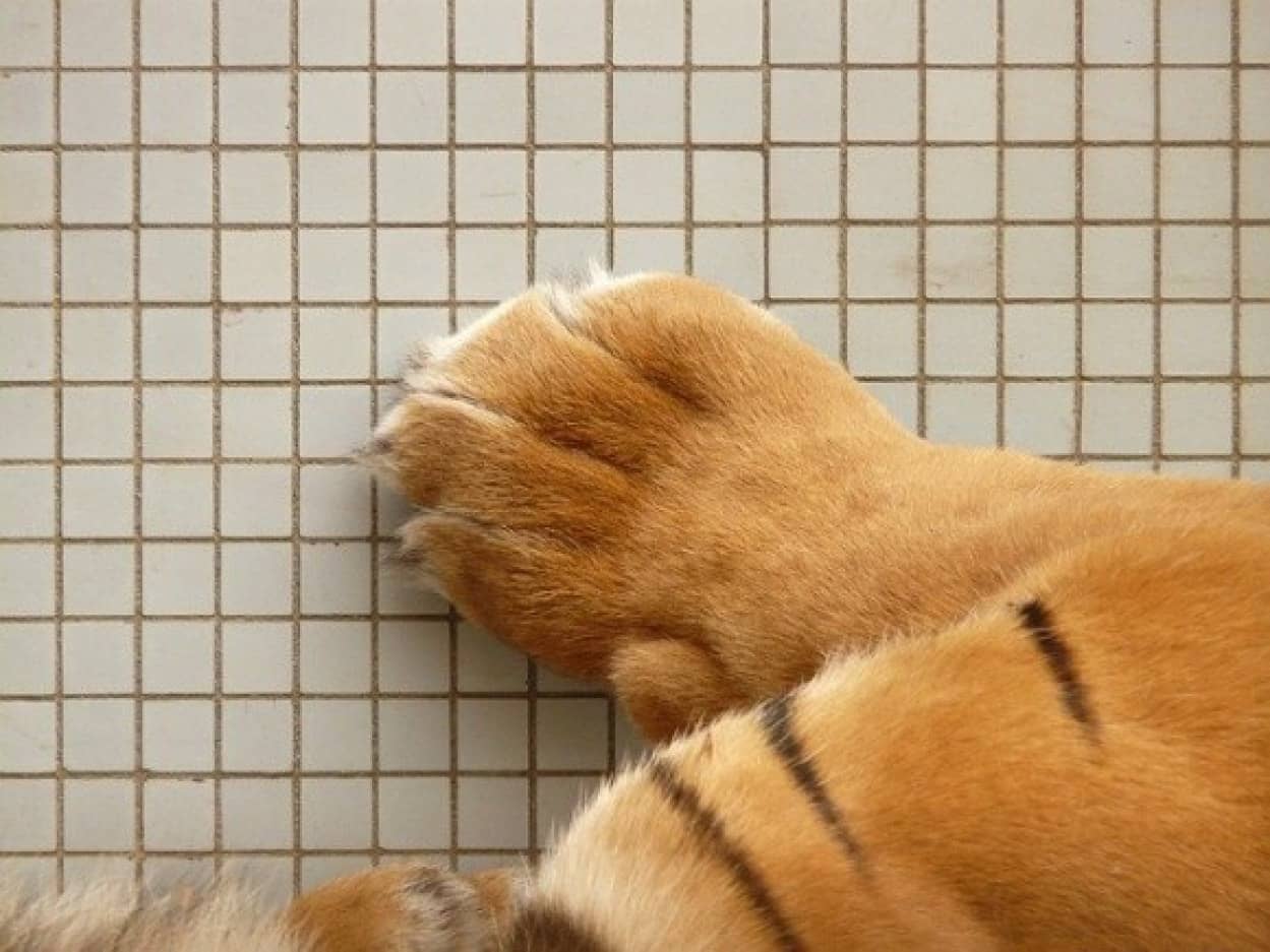 サバンナキャットをネットで購入したら ガチの虎の子供だった件 フランス カラパイア サバンナキャットをネットで購入したら ガチの虎の子供だった件 フランス カラパイア