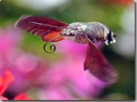 モッフモフでふっさふさ 蛾に対する概念が変わりそうなリンゴドクガ 昆虫出演中 カラパイア