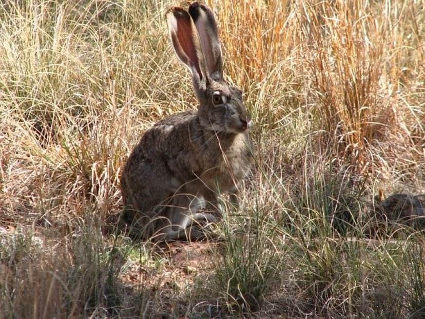 オグロジャックウサギ