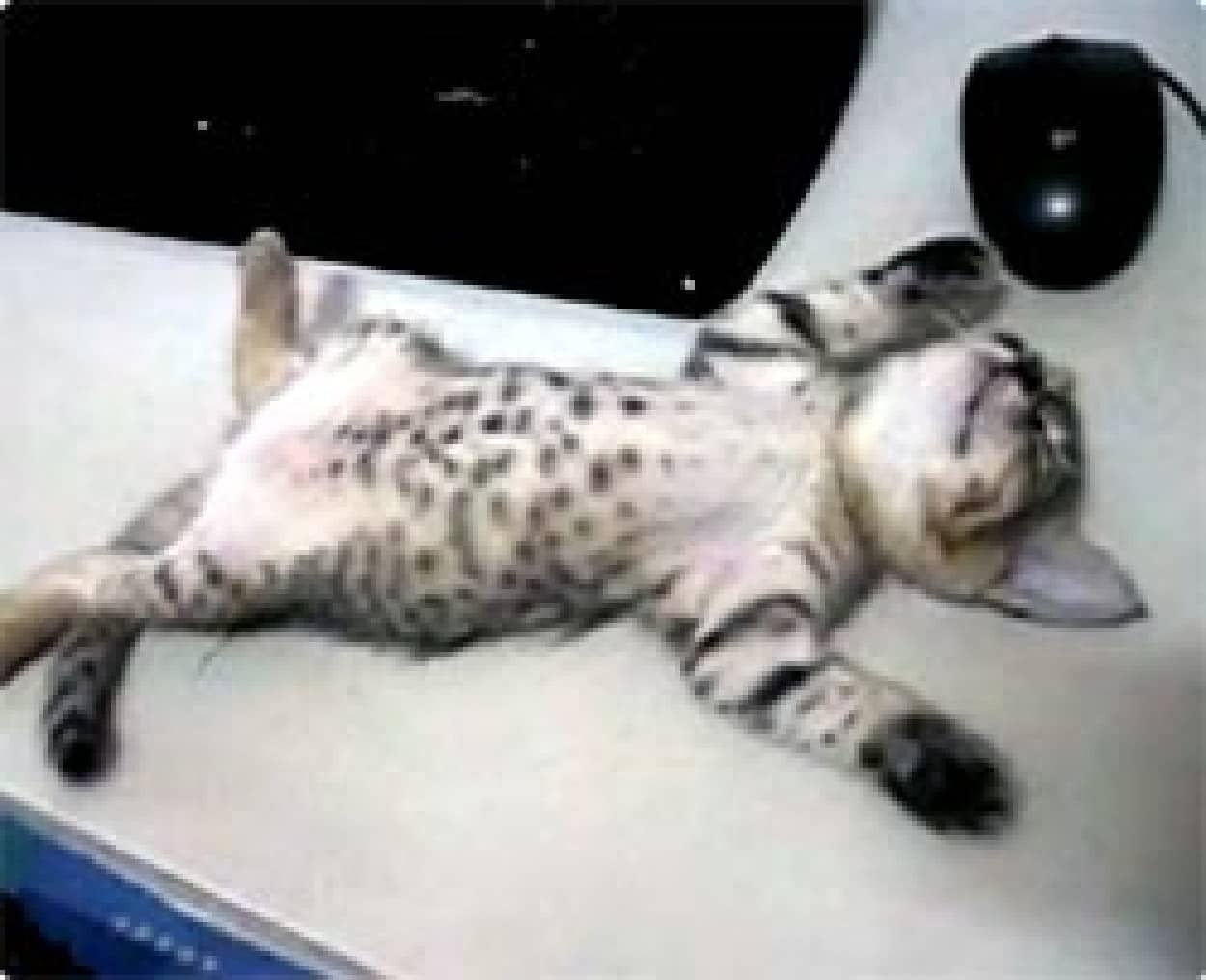 目撃者が次々と萌え死ぬ 恐ろしい猫の死体現場映像 カラパイア 目撃者が次々と萌え死ぬ 恐ろしい猫の死体現場映像 カラパイア