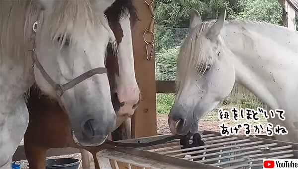 馬やさしいがここにも。仲間の馬をつないだ紐を器用にほどいて颯爽と去っていく