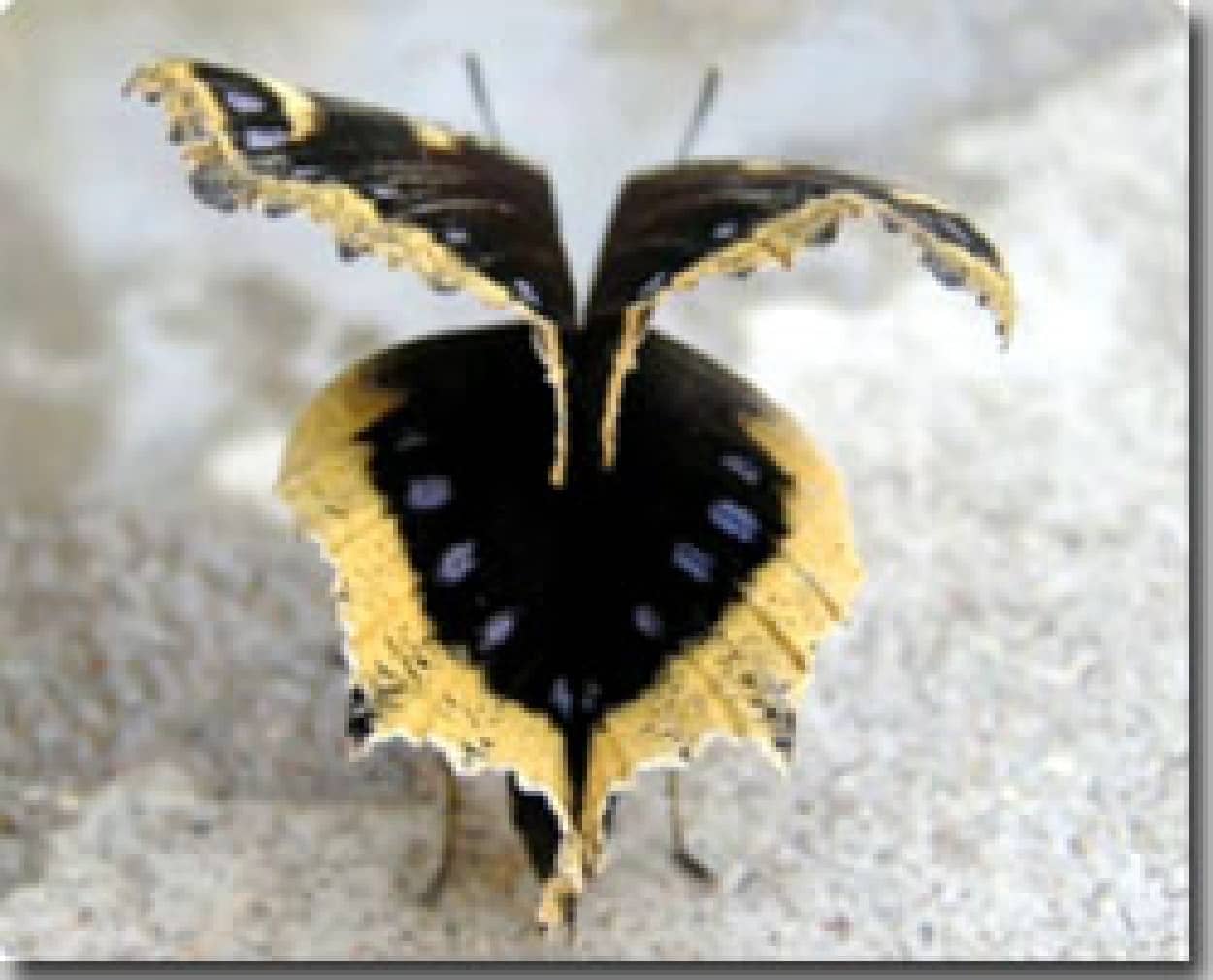 見たこともないような珍しい昆虫たちがもりもり出てくる６６種類 カラパイア