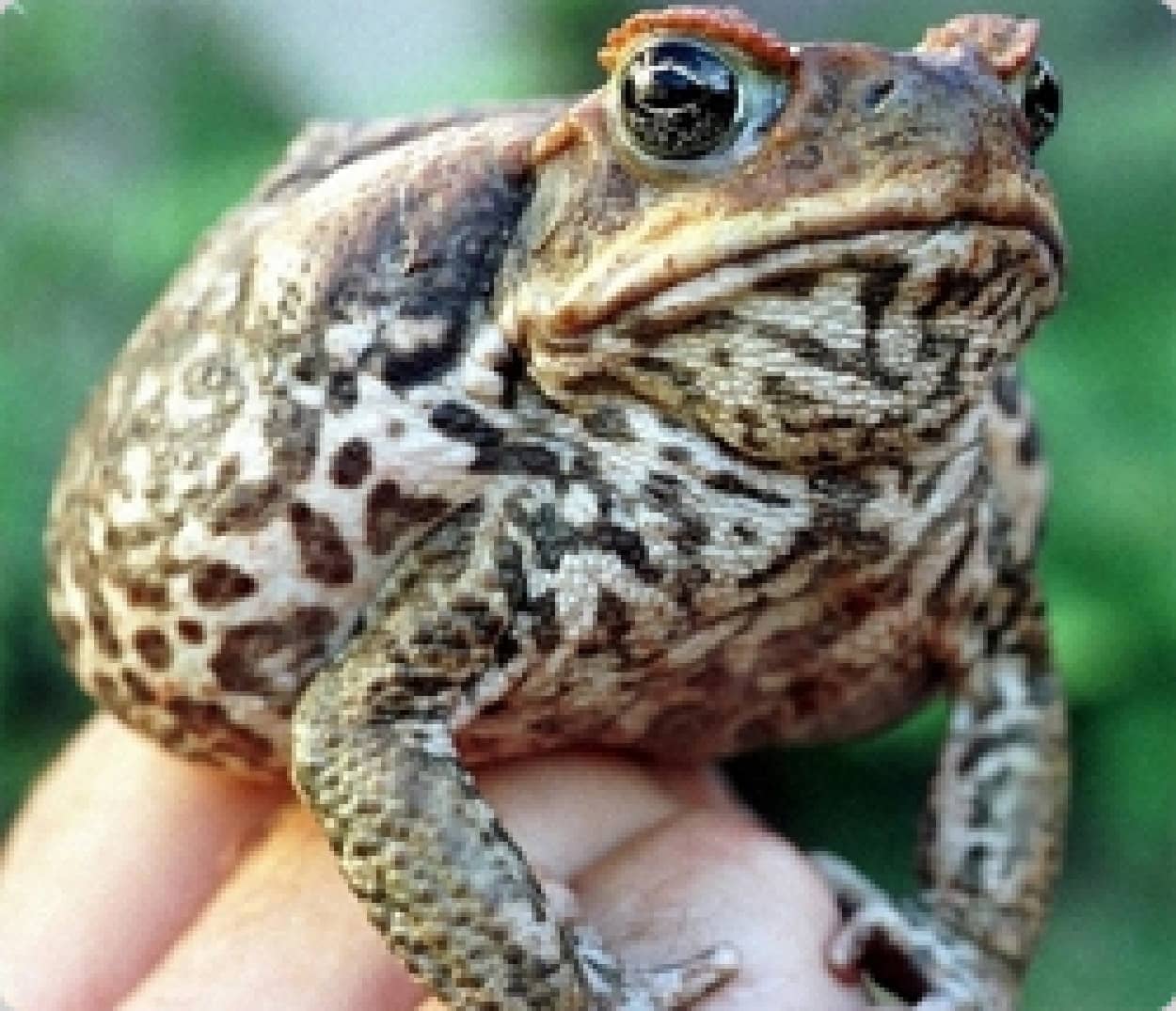 オーストラリアで観光客を対象とした オオヒキガエル 狩りができるツアーが発案される カラパイア