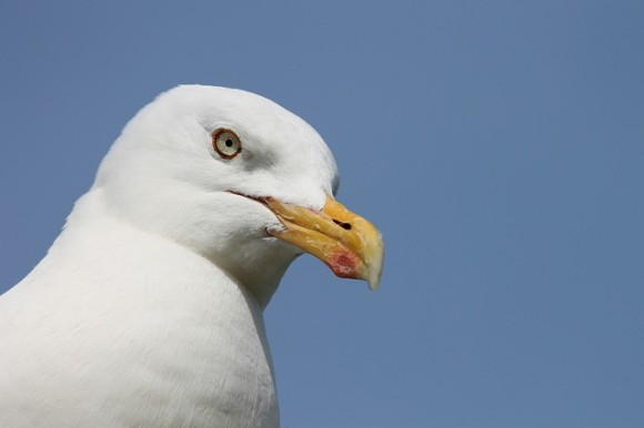 カモメが人間の持っている食べ物を狙う理由。カモメは人間の食べ物がおいしいことを学習していた（イギリス）