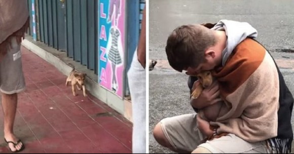 野良犬が飼い主を見つける