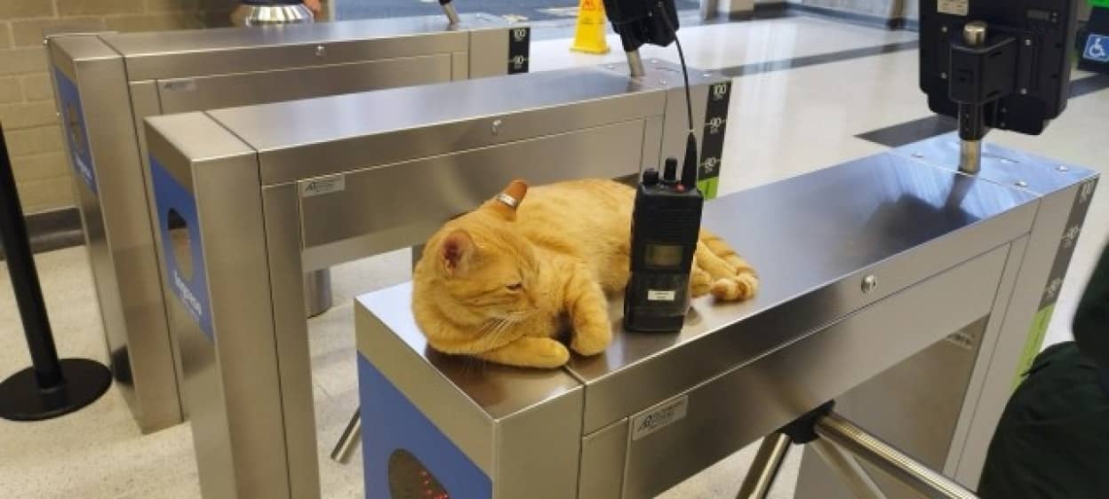 自主的に地下鉄勤務するようになった猫
