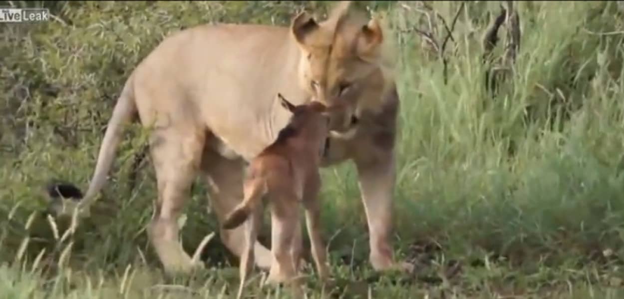 私が守る ライオンに狙われている仔牛を必死に守るライオン カラパイア