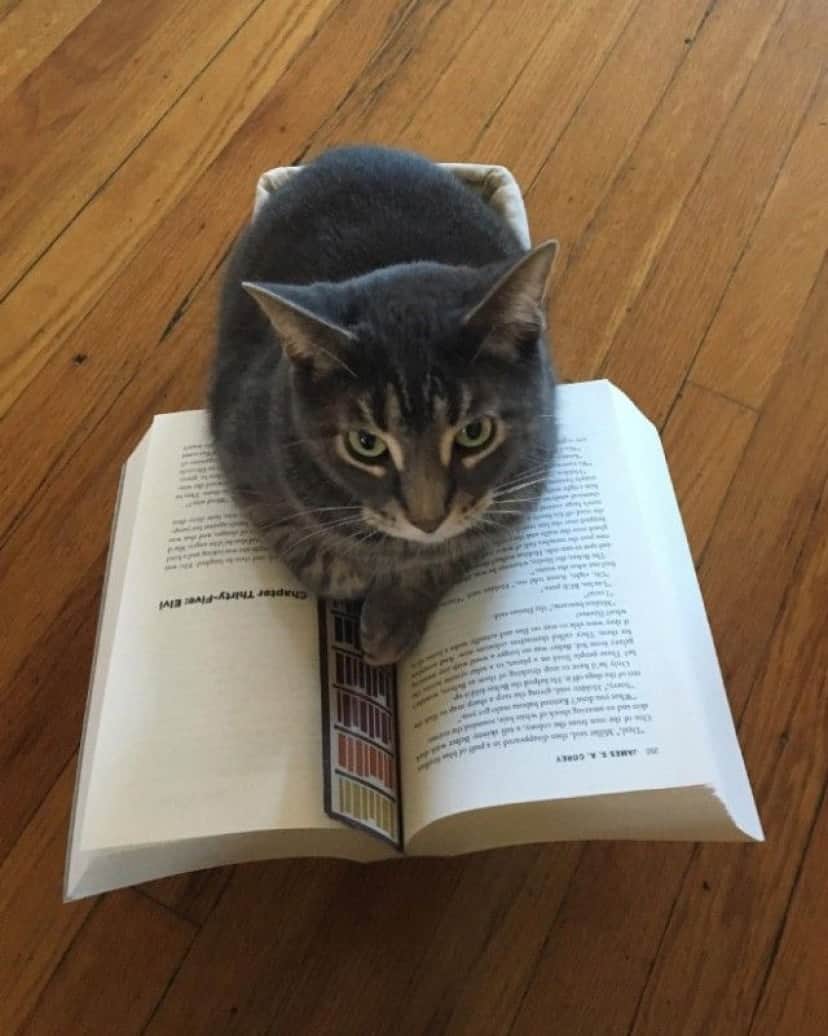 こんなモノよりアタシを愛でて 文字の書いてあるものは絶対に読ませたくない猫 カラパイア こんなモノよりアタシを愛でて 文字の書いてあるものは絶対に読ませたくない猫 カラパイア