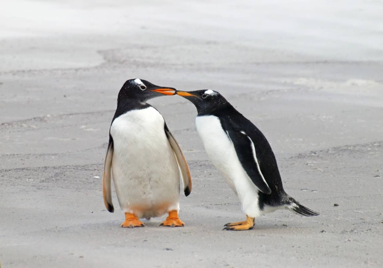 ペンギンは一夫一妻だが浮気もする