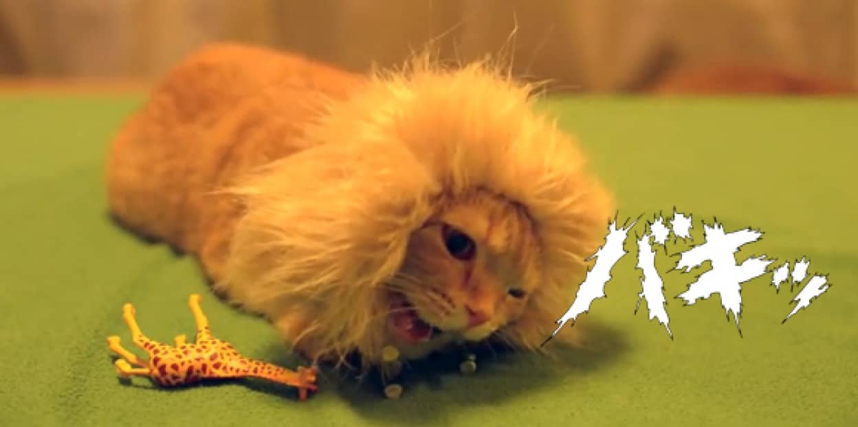 猫ライオンがキリンや象を頭からカパッ その決定的瞬間をとらえた捕食映像 カラパイア 猫ライオンがキリンや象を頭からカパッ その決定的瞬間をとらえた捕食映像 カラパイア