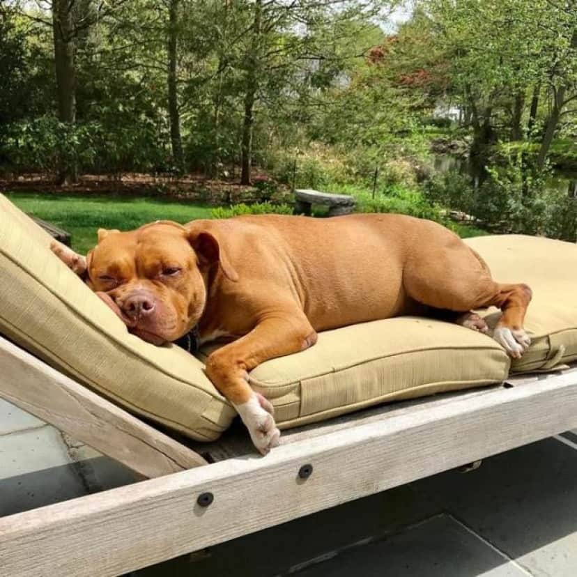 8年間ずっとコンクリートの床の上で暮らしてきた元保護犬のローラさん すっかりふかふかベッド好きに カラパイア 8年間ずっとコンクリートの床の上で暮らしてきた元保護犬のローラさん すっかりふかふかベッド好きに カラパイア