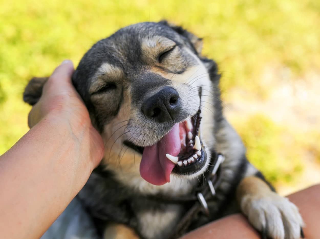 犬アレルギーの原因物質解明