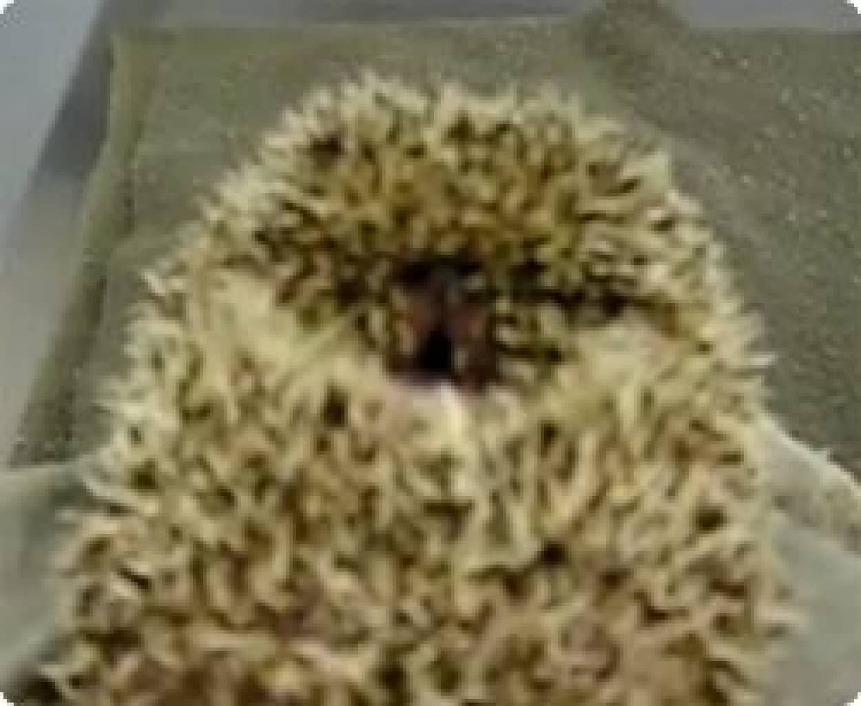 赤子のように鳴くハリネズミ カラパイア