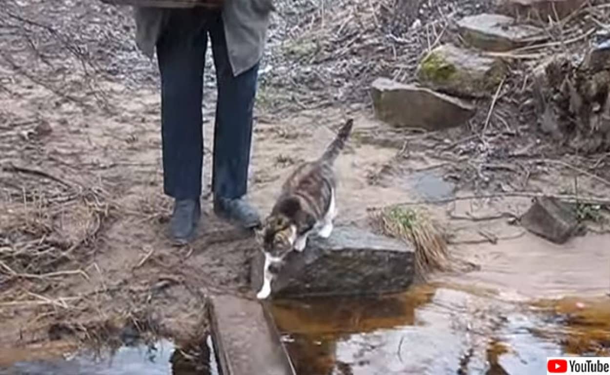 危ない橋は私が先に渡ろう おじいさんに橋の渡り方を伝授する猫 カラパイア