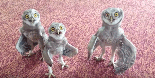 大変だ 大変だ パクつく3羽のフクロウたち カラパイア 大変だ 大変だ パクつく3羽のフクロウたち カラパイア
