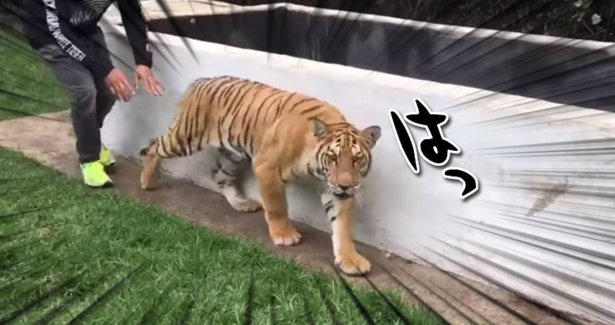 逆にトラの背後をとってみた こうなった カラパイア 逆にトラの背後をとってみた こうなった カラパイア
