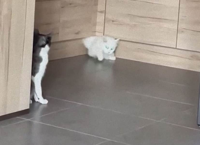 T 1000 かな 液状化した猫 キッチンカウンターから染み出して姿を現を表す カラパイア T 1000 かな 液状化した猫 キッチンカウンターから染み出して姿を現を表す カラパイア