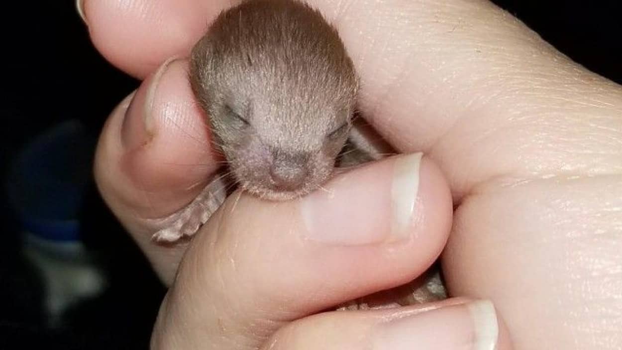 猫だけじゃなかった 車のエンジンで発見された赤ちゃんイタチたちの成長記録 カラパイア 猫だけじゃなかった 車のエンジンで発見された赤ちゃんイタチたちの成長記録 カラパイア