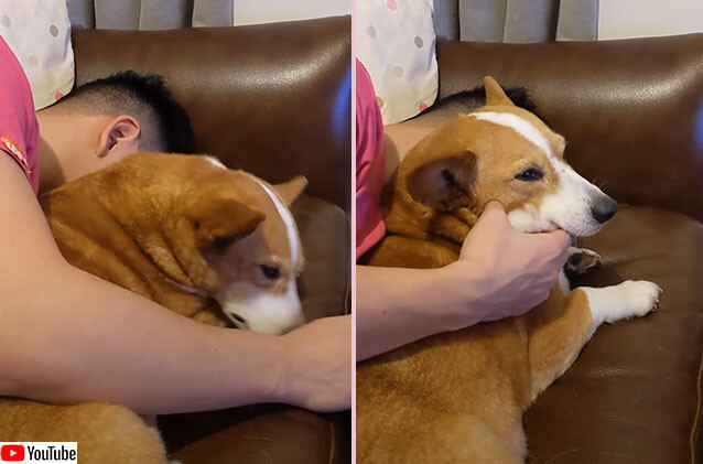 モフを止めるな 飼い主の撫でる手が止まると強制的に手を持ち上げるコーギー犬 カラパイア モフを止めるな 飼い主の撫でる手が止まると強制的に手を持ち上げるコーギー犬 カラパイア