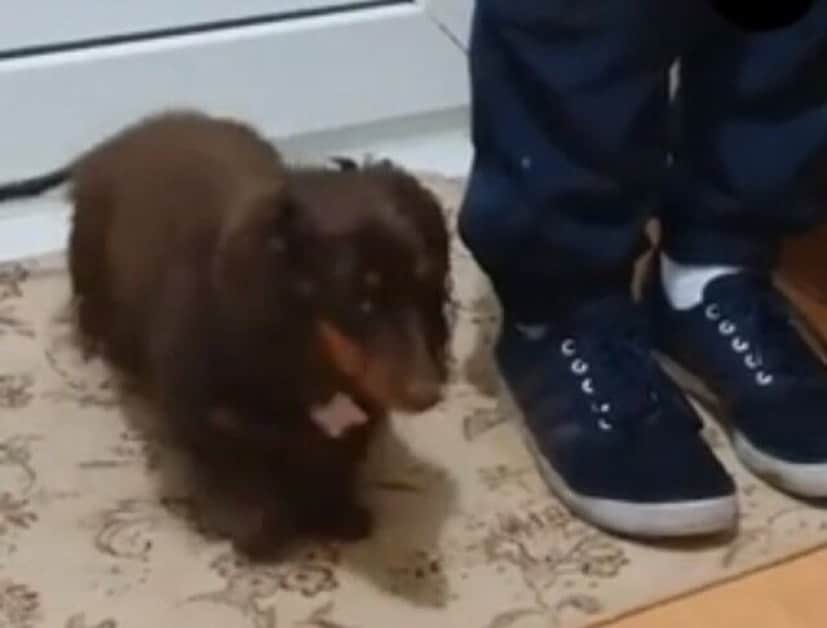 wipepaws2_e