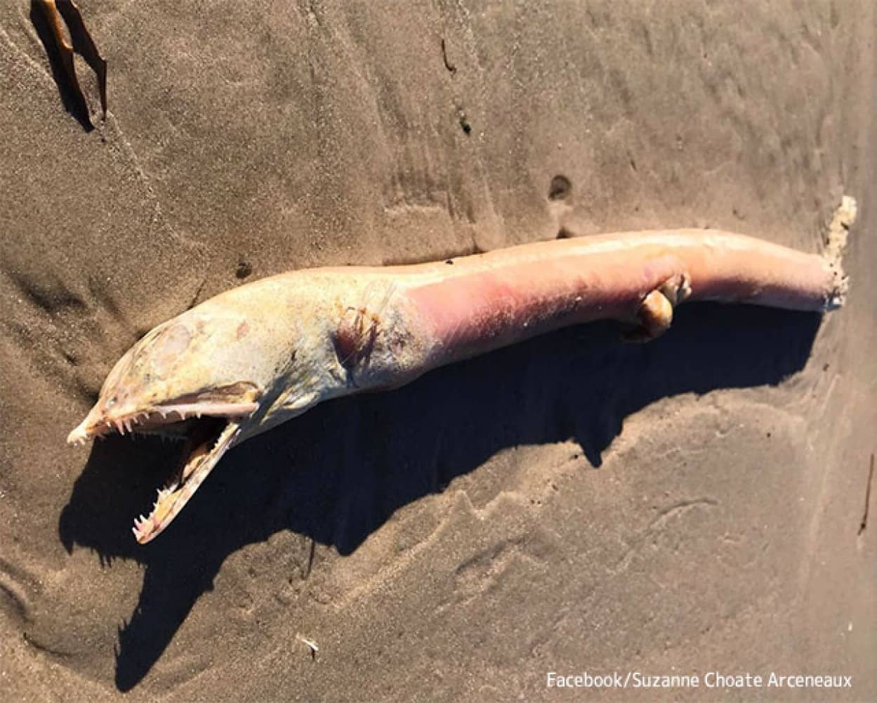 アメリカの海岸で怪魚騒ぎ