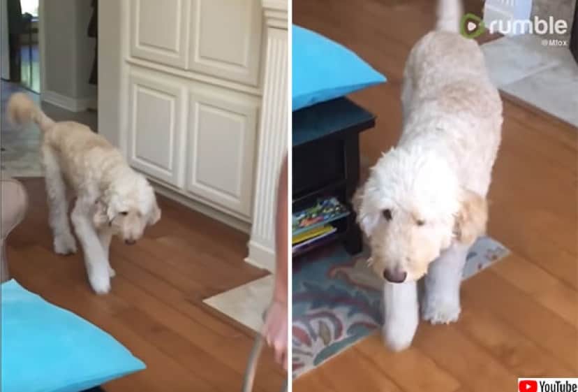 犬の共感力がすごい 松葉杖で歩く少年の後ろから同じように片足を引きずって歩く犬 カラパイア