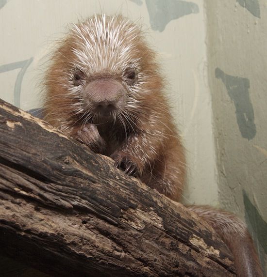 porcupine