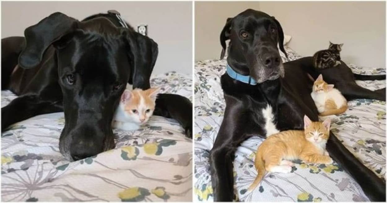 子猫に愛情を注ぐグレート・デーン