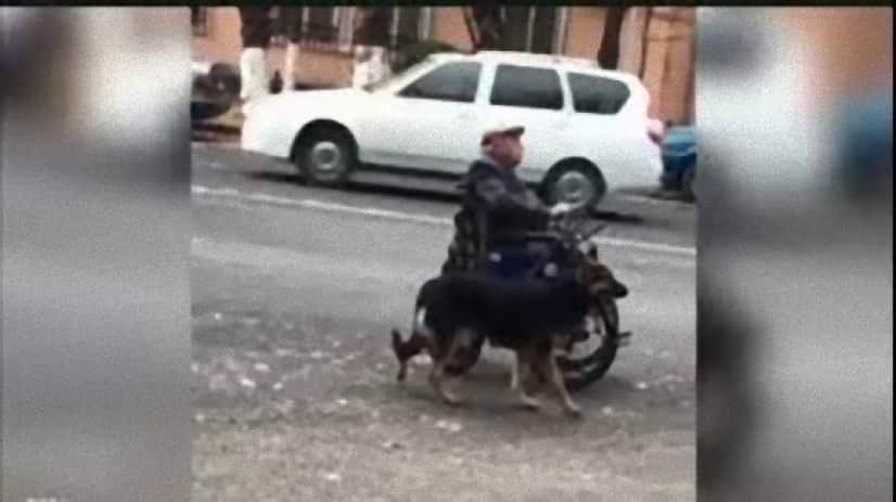 dog_e