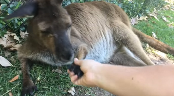 コアラにトカゲにウォンバット オーストラリアに住む動物たちと片っ端から握手 カラパイア コアラにトカゲにウォンバット オーストラリアに住む動物たちと片っ端から握手 カラパイア