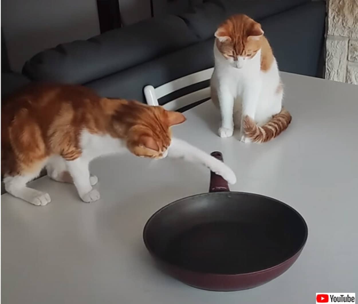 猫とフライパン