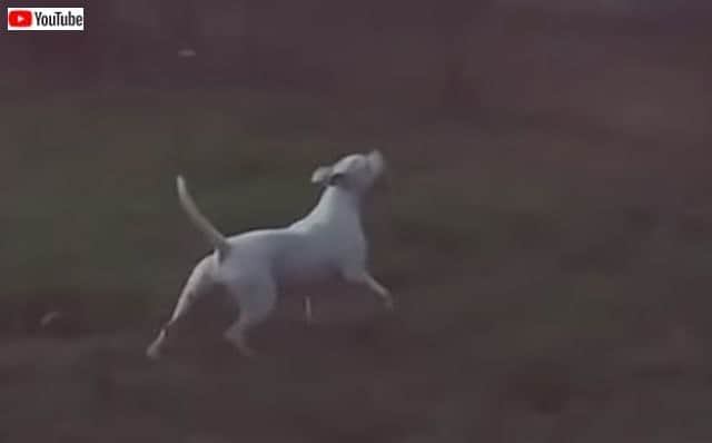 苦手な人は閲覧注意 恐怖 飼い主には見えない何かを視ておびえる犬 カラパイア 苦手な人は閲覧注意 恐怖 飼い主には見えない何かを視ておびえる犬 カラパイア