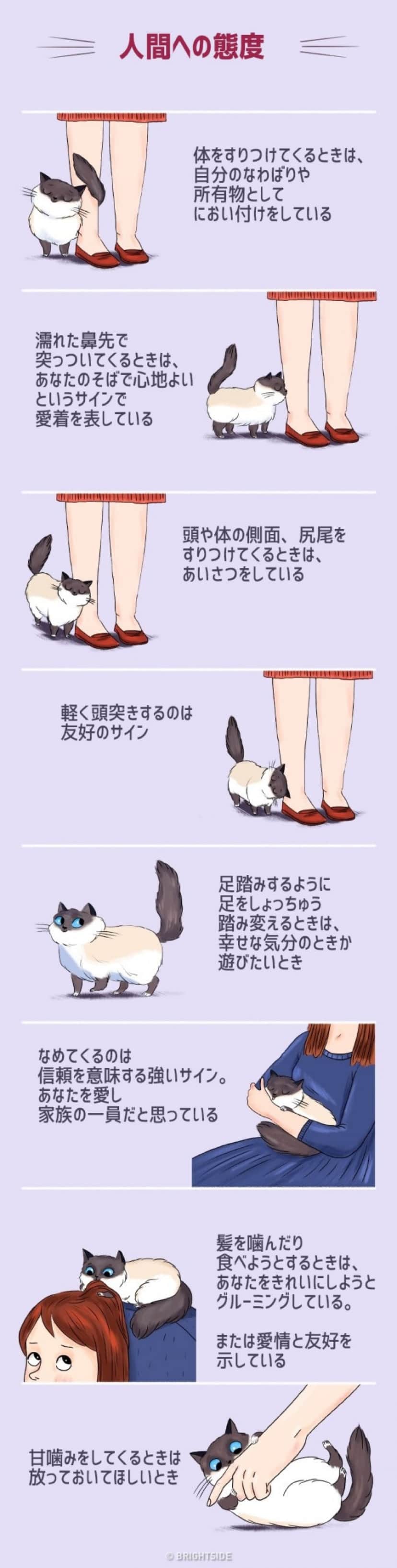 猫は雄弁 尻尾や仕草 鳴き声で多くを語る 猫語 を理解するためのイラスト カラパイア