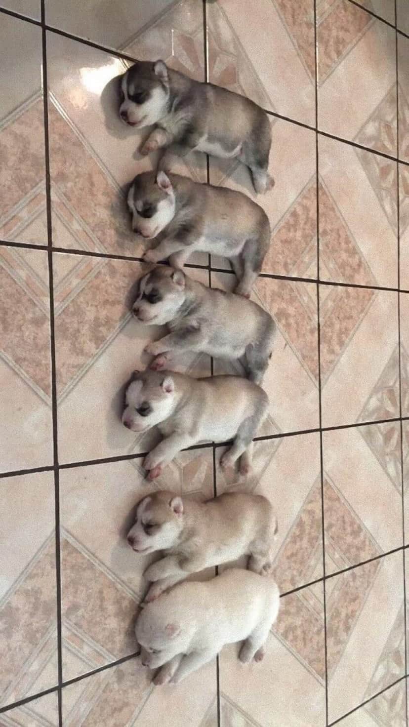 いやもう説明しなくていいから 犬たちに思わず脱力させられる瞬間を集めてみた カラパイア いやもう説明しなくていいから 犬たちに思わず脱力させられる瞬間を集めてみた カラパイア