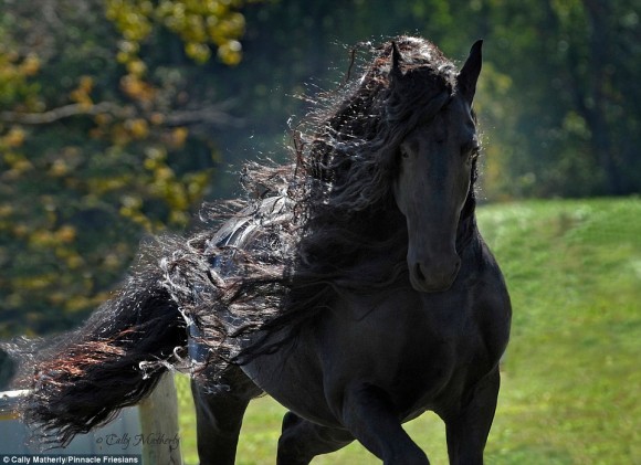 世界一イケメンと称えられる馬 フリージアン ホースの最高峰 ザ グレート フレデリック アメリカ カラパイア