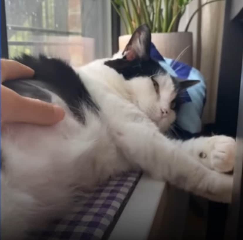 cat petting_e