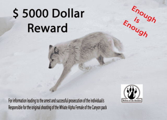 白いオオカミを撃ったのは誰だ 懸賞金がかけられ犯人探しが始まった アメリカ イエローストーン カラパイア