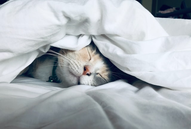 重い布団で寝ると睡眠ホルモンの分泌量が増えるという研究結果 : カラパイア