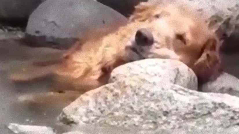 つめたくてきもちいいので川の中でウトウトうとりんこする犬の癒し動画 カラパイア