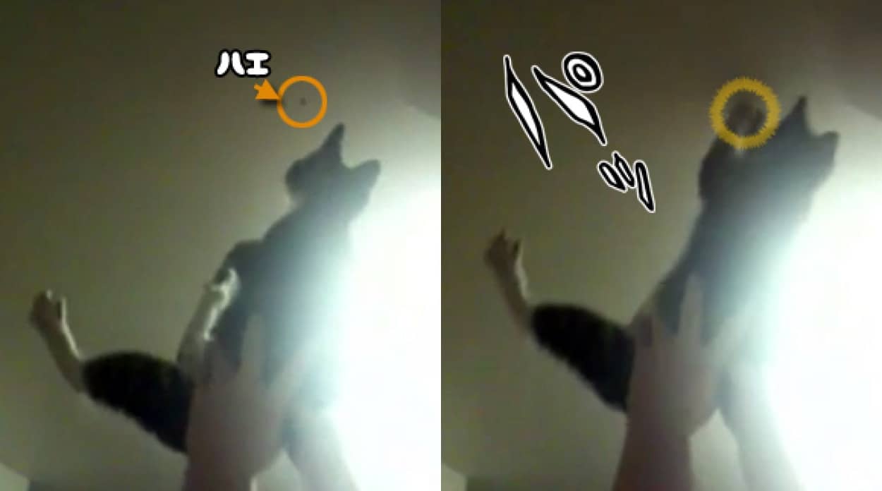 かわいくて便利 ハエ取り機能を搭載した猫 カラパイア かわいくて便利 ハエ取り機能を搭載した猫 カラパイア