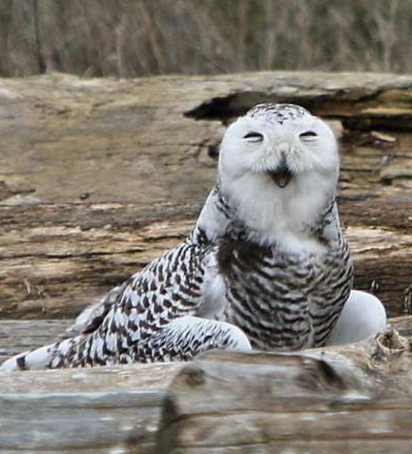 可愛いフクロウ かっこいいフクロウ 愉快なフクロウの写真どんとこい カラパイア 可愛いフクロウ かっこいいフクロウ 愉快なフクロウの写真どんとこい カラパイア