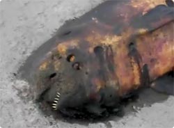 浜松の海岸に打ち上げられた巨大謎生物の死骸