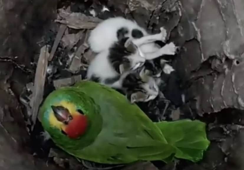 bird and cat_e