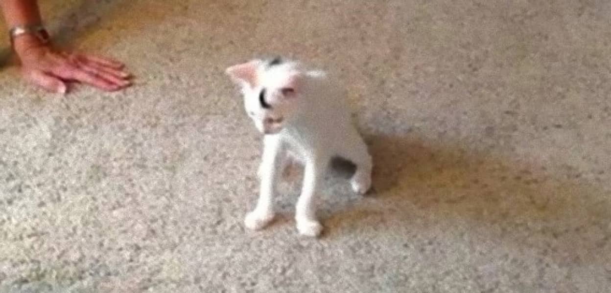 歩けるようになったよ 特別製の猫用ウォーカーでリハビリをし 障害を乗り越えた捨て猫のサンパー カラパイア 歩けるようになったよ 特別製の猫用ウォーカーでリハビリをし 障害を乗り越えた捨て猫のサンパー カラパイア